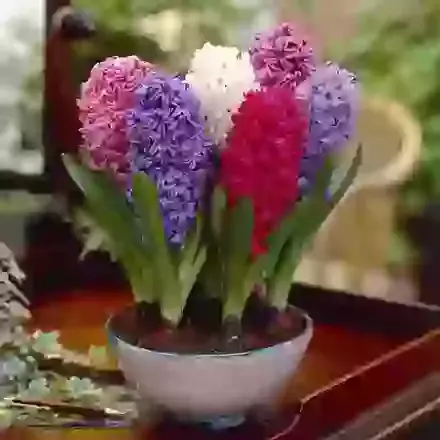 Collection 4